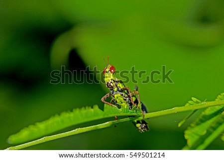A grasshopper on leaf