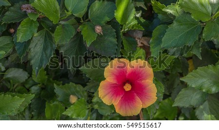 Hawaiian Hibiscus Blossom with Colorful Petals.  Red, yellow and orange flower with point of focus on the flower petals.