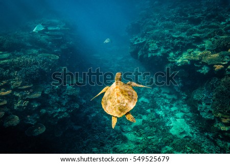 A turtle swimming through coral reef on Lady Elliot Island with other turtles in the distance Royalty-Free Stock Photo #549525679