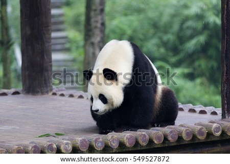 A lazy panda with a nice bamboo background