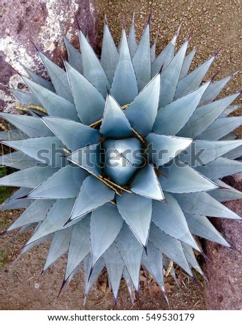 Close Up of Soft Blue Grey Agave Succulent Star Shape in Marfa West Texas