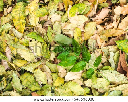 Autumn Leaves fall to the ground. The area was strewn with leaves