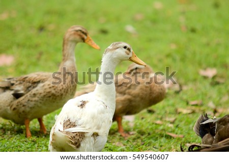 Group of duck at animal farm