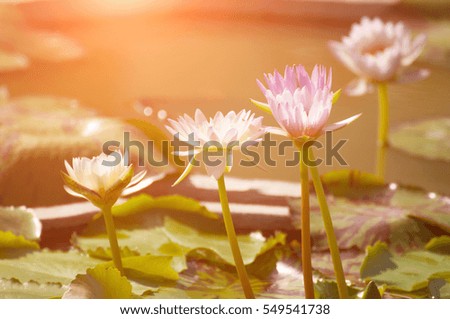 Macro with extremely shallow DOF of lotus flower in pastel and Soft style in Flare Light for Outdoor Background