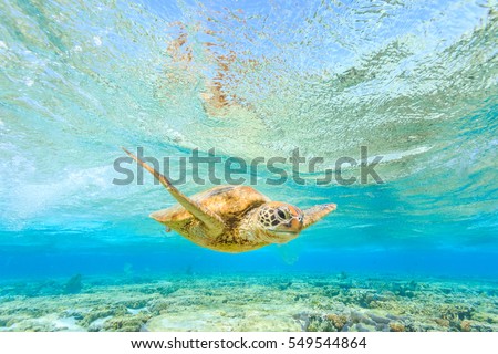 A Green Sea Turtle swimming in a shallow lagoon over coral reef in pristine water Royalty-Free Stock Photo #549544864