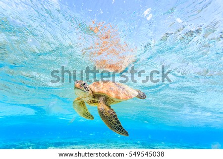 A Green Sea Turtle beneath the surface of the water swimming with its fins down Royalty-Free Stock Photo #549545038
