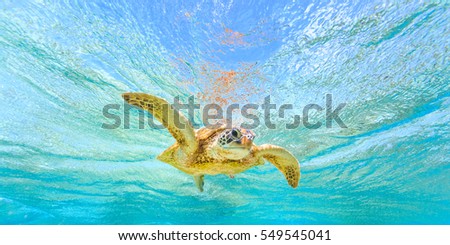 A turtle swimming in pristine water and waving with its flipper Royalty-Free Stock Photo #549545041