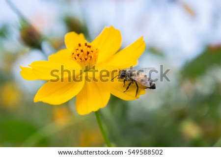 closeup cosmos flower with bee swarm in garden. pink yellow cosmos flower.