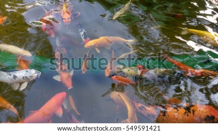 Colorful fish or carp or fancy carp, also known as black carp. A freshwater fish. Fancy carp swimming at pond.