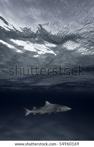 Shark underwater by the surface