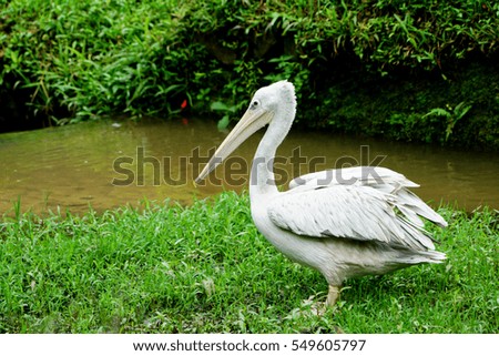 great white pelican walking beside the pond and surrounded by green grass