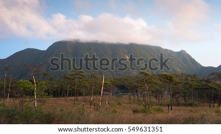 pine tree field in Thailand with huge mountain background
