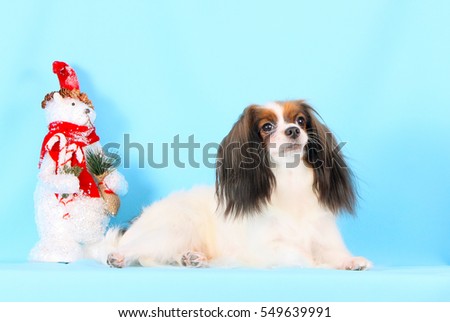 White fluffy dog lies on a blue background. New Year. Fluffy beautiful puppy. Christmas. Decorative animal. Holiday card. Snowman and dog. Phalen with hanging ears.