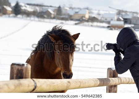 Shooting horses in winter