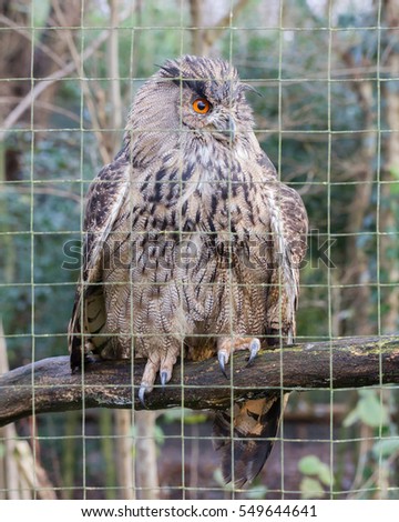 Portrait of a large eurasian eagle-owl, close-up picture