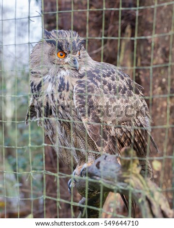 Portrait of a large eurasian eagle-owl, close-up picture