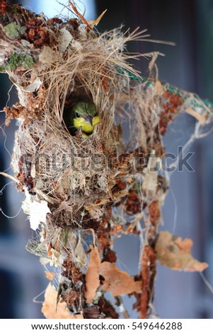 Tailorbird in nest