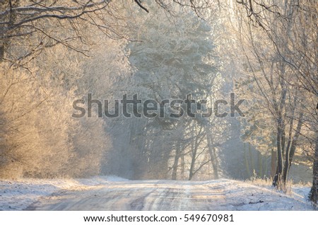 wood, frost and winter