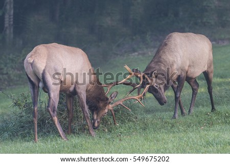 Sparring bull elk - Photograph taken in Elk State Forest, Elk County, Benezette, Pennsylvania.
