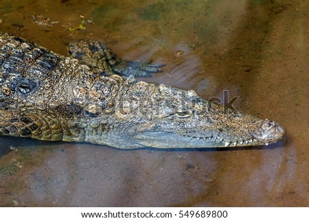 Saltwater crocodile at the coast