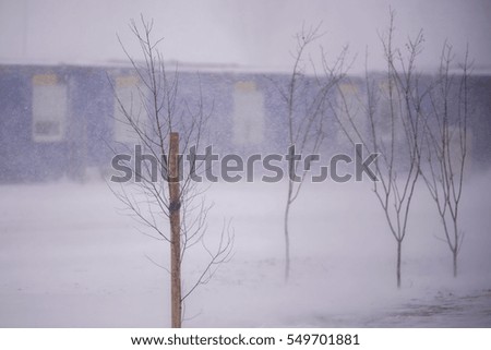 Small young trees in snowstorm