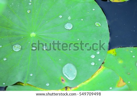 Green large round floating leaves and some water droplets.