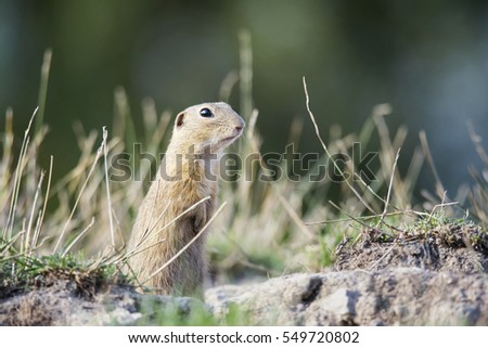 Ground Squirrel (Spermophilus citellus) eats the grass, looking around the neighborhood.