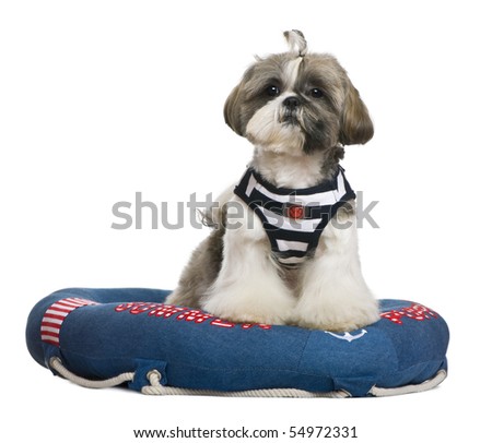Shih Tzu, 18 months old, standing in lifebelt in front of white background