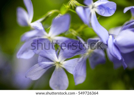 Blooming blue phloxes (Phlox divaricata) in spring. Close-up.