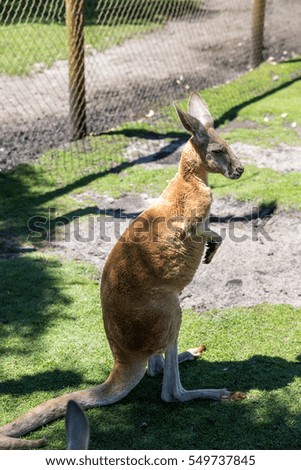 Kangaroo in Perth, Western Australia.