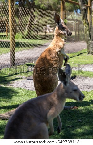 Kangaroo in Perth, Western Australia.
