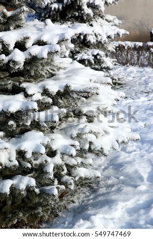 
spruce in winter