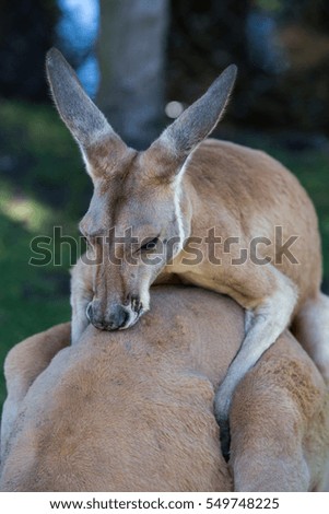 Kangaroos in Western Australia.