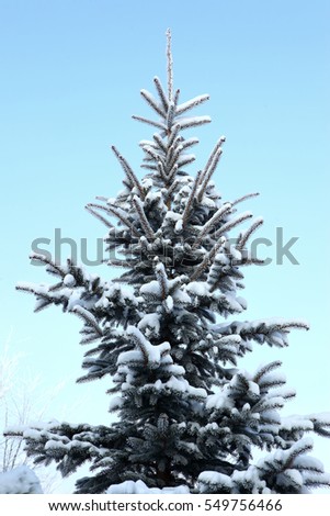 
spruce in winter