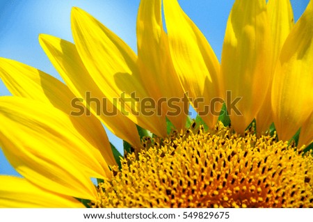 Sunflower in Sayo-town Hyogo prefecture Japan