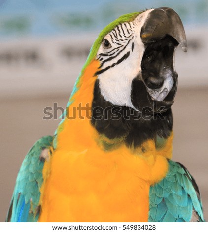 close up view of blue and yellow macaw parrot