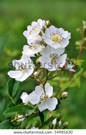 Small group of wild multiflora roses Royalty-Free Stock Photo #54985630