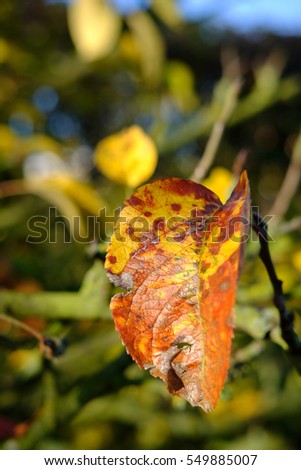 Decaying apple tree leaf as seen in late autumn within an orchard. The leaf shows sign of a virus disease.