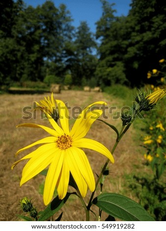 photos from the summer scenery of the natural landscape of fields with cut grass and bright yellow flowers macro wild flowers of Daisies as the source for design and print