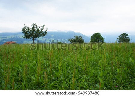 Alpine landscape with green meadow and trees
