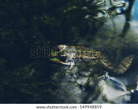 green frog in the lake water closeup
