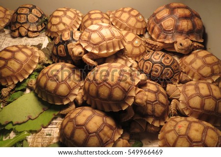 Group of Cute Baby African spurred tortoise on warm light ,Funny Cute Baby Animal ,cute animal pictures make you smile                