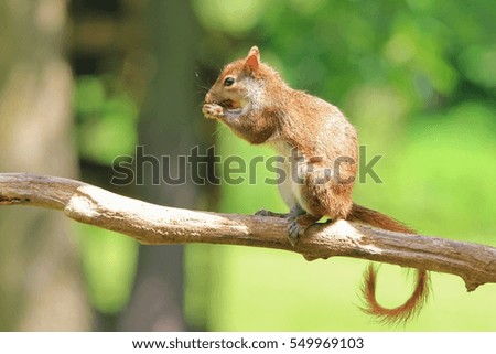 Squirrel Background - Scavengers in Nature - Survival High Up