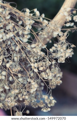 Dry flowers at beautiful in the nature
