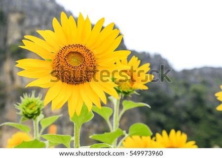Sunflower field in bright day