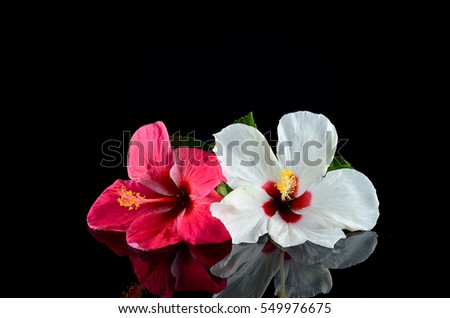 Red and White Hibiscus flower over black background