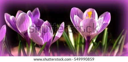 Purple crocuses. /Processed for a special occasion/