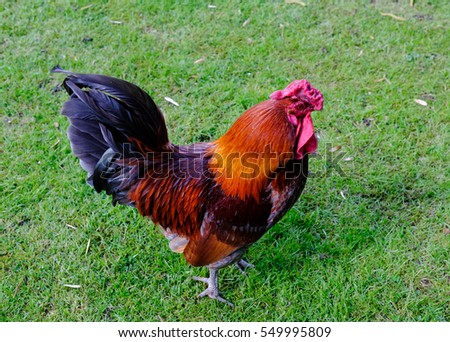 Young rooster seen in a garden, the year 2017, year of the Rooster.