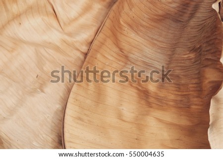 dry leaf  or  dry banana leaf or brown banana leaf  for background and texture  is high resolution  close up details  