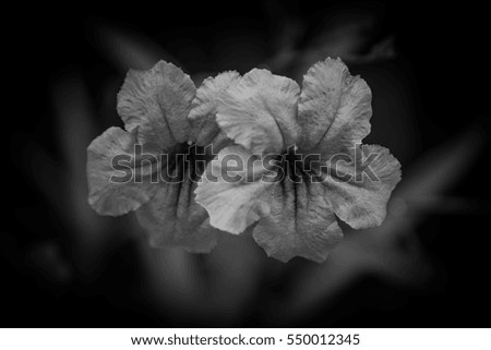 Close-up photos of beautiful flowers in Thailand, black and white photography